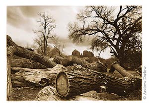 Andrew Darlow - Trees