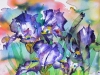Abstract Irises
