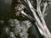 Broccoli, Black & White, oil, 12x9, Jo Bradney