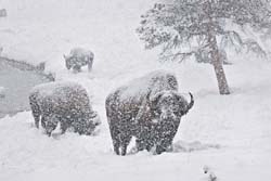 Bisons in Yellowstone
