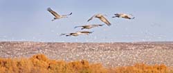 Sandhill Cranes And Snow Geese