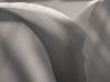 Calla Lily