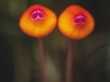 Pearcea hypocyrtiflora, aka Red Balloon