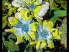 14_Hallas_Brian_tre-non-trittico-046