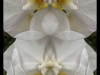 17_Hallas_Brian_New-Growth-42