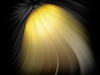 DOAnderson_Yellow-Tail