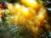 Gold-Cloud-Peichi-Waite