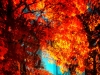 The-Fire-of-Fall-Peichi-Waite