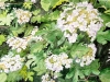 2021-11-White-hydrangea-1