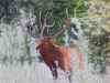 10.-Elk-in-Canadian-Rockies