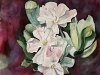 Last-Tulips1