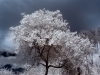 Arik Gorban - Round Valley IR