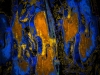 violen-1-1-Blauw-Geel-Tris-1-van-1 violen-1-1-Blauw-Geel-Tris-1-van-1