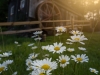 Daisy-Mill Daisy-Mill