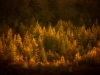 Golden-Slumber Golden-Slumber