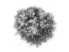 Tree-106-©Dwight-Hiscano-0980-24x24-Canvas Tree-106-©Dwight-Hiscano-0980-24x24-Canvas