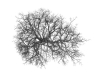 Tree-55-©Dwight-Hiscano-0403-24x24-Canvas Tree-55-©Dwight-Hiscano-0403-24x24-Canvas