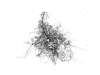 Tree-66-©Dwight-Hiscano-0870-24x24-Canvas Tree-66-©Dwight-Hiscano-0870-24x24-Canvas