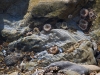 lips_of_the_sea01 lips_of_the_sea01