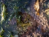 lips_of_the_sea02 lips_of_the_sea02