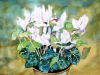 White cyclamen
