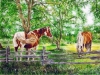AlaiyoBradshaw_Free_to_Roam