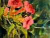10-Trumpet-Vine