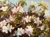 4-Azaleas