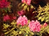 6-Rhododendrons