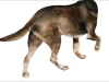 4-Brown-Dog-1