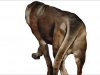 5-Brown-Dog-2