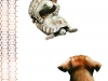 7-Interspecies-Voyeurism