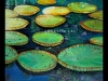 Lily-Pads