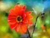 Red-Flower