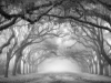 Foggy Morning in Savannah_