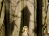 DSCN4468
