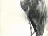 11_AMNHHeron_700