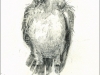 13_AMNHSongSparrow_700