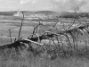 Untitled Yellowstone National Park Wyoming 2023