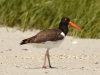 thumb beaks DSC_0449