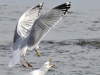 thumb gull attack_DSC7297