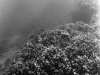 Puako Reef - Alfa 18_preview