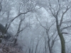 Fairytale Winter