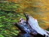 Phantom in the Water