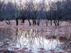 The Field is Flooded 1
