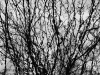 The Tendrils of Spring