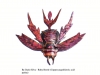 By-Dario-Silva-Ruby-Beetle