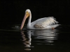 American White Pelican, J. N. "Ding" Darling National Wildlife Refuge, Florida