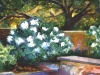 Hydrangea-Song