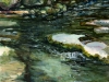 The-Color-of-Water_edited-1